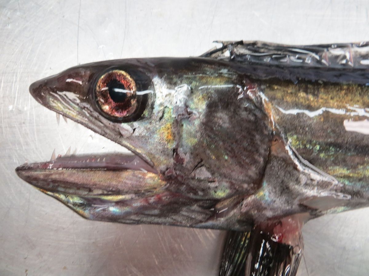 Oregon is being invaded by huge bug-eyed fanged fish — and no one knows why