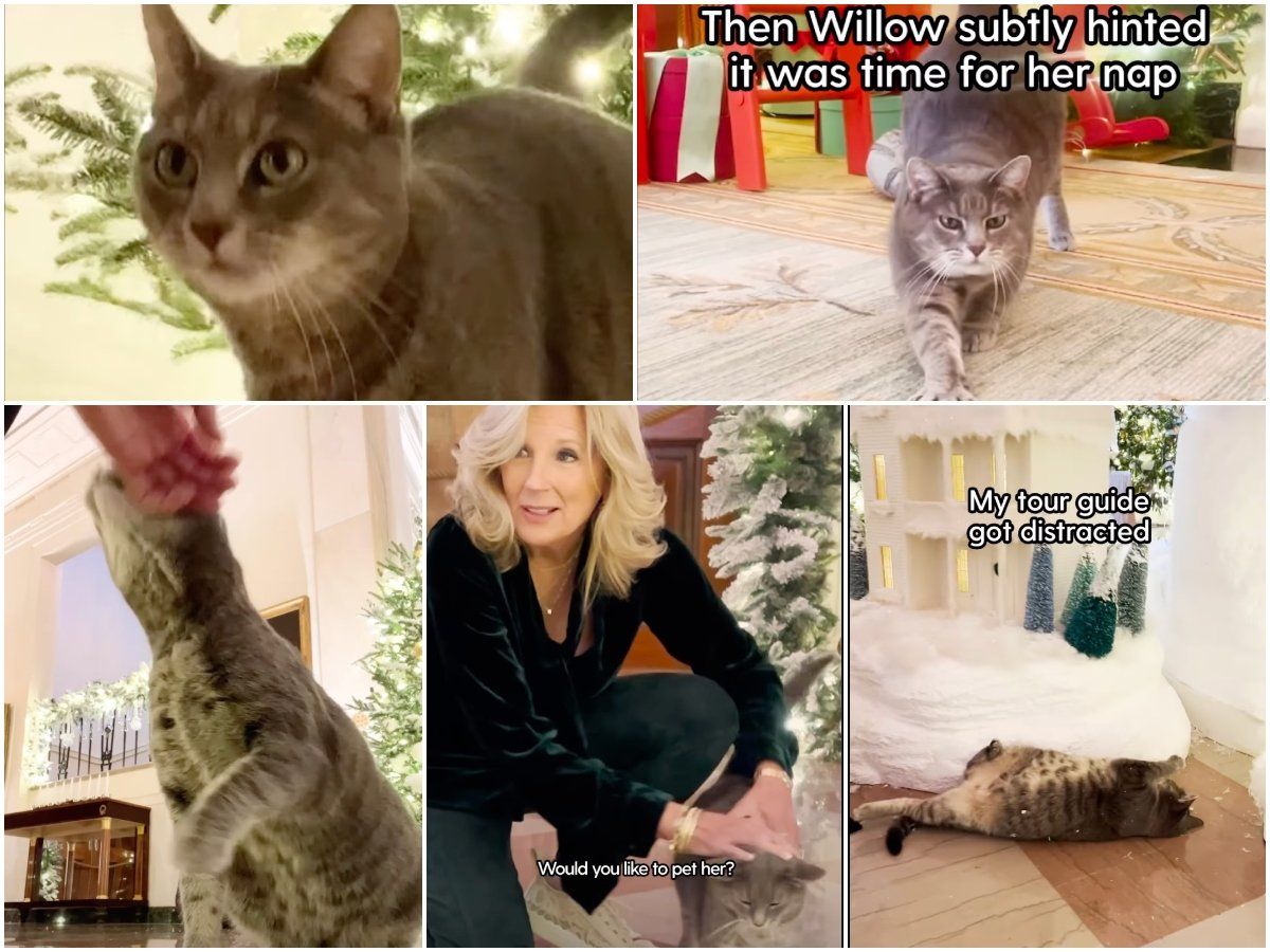 MAGA's latest meltdown is over a video of White House cat Willow