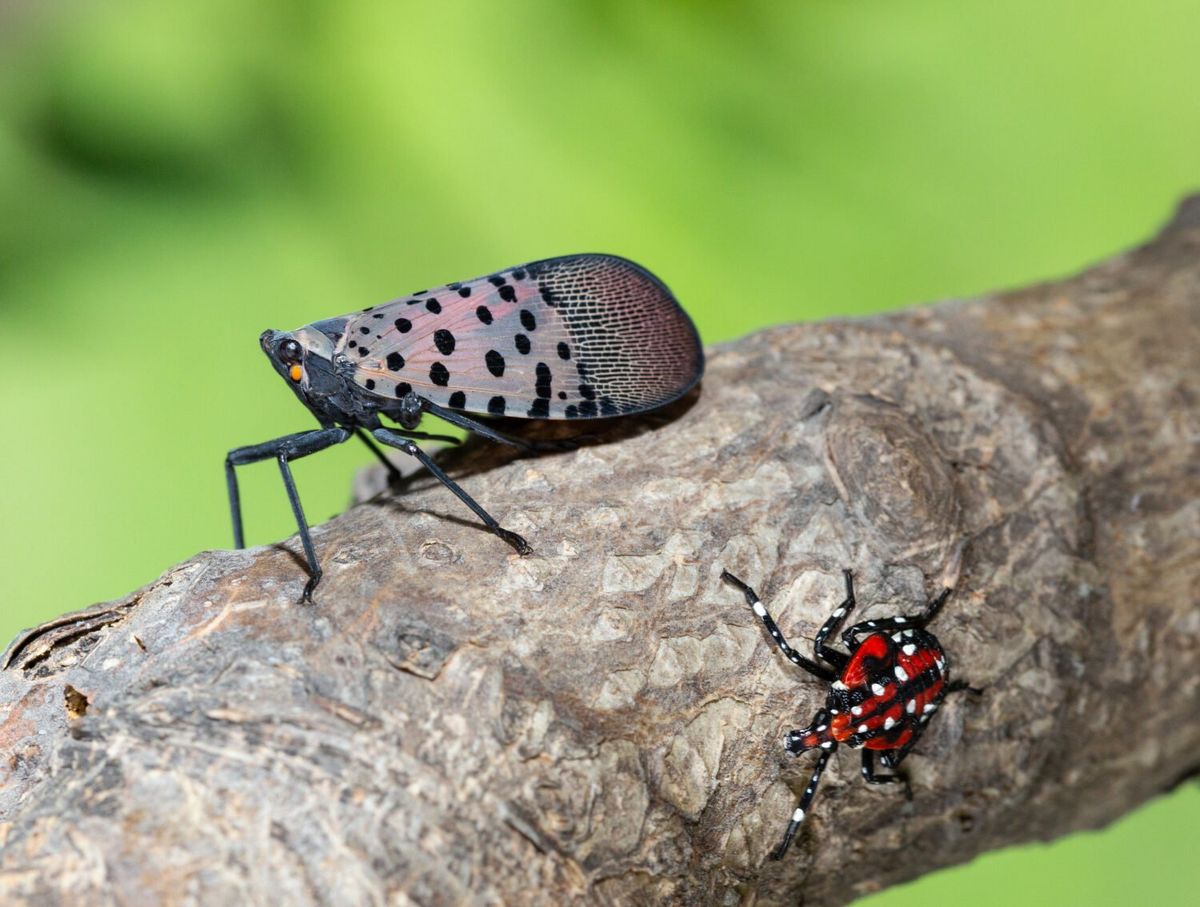Washington prepares for an invasive insect that could destroy major crops