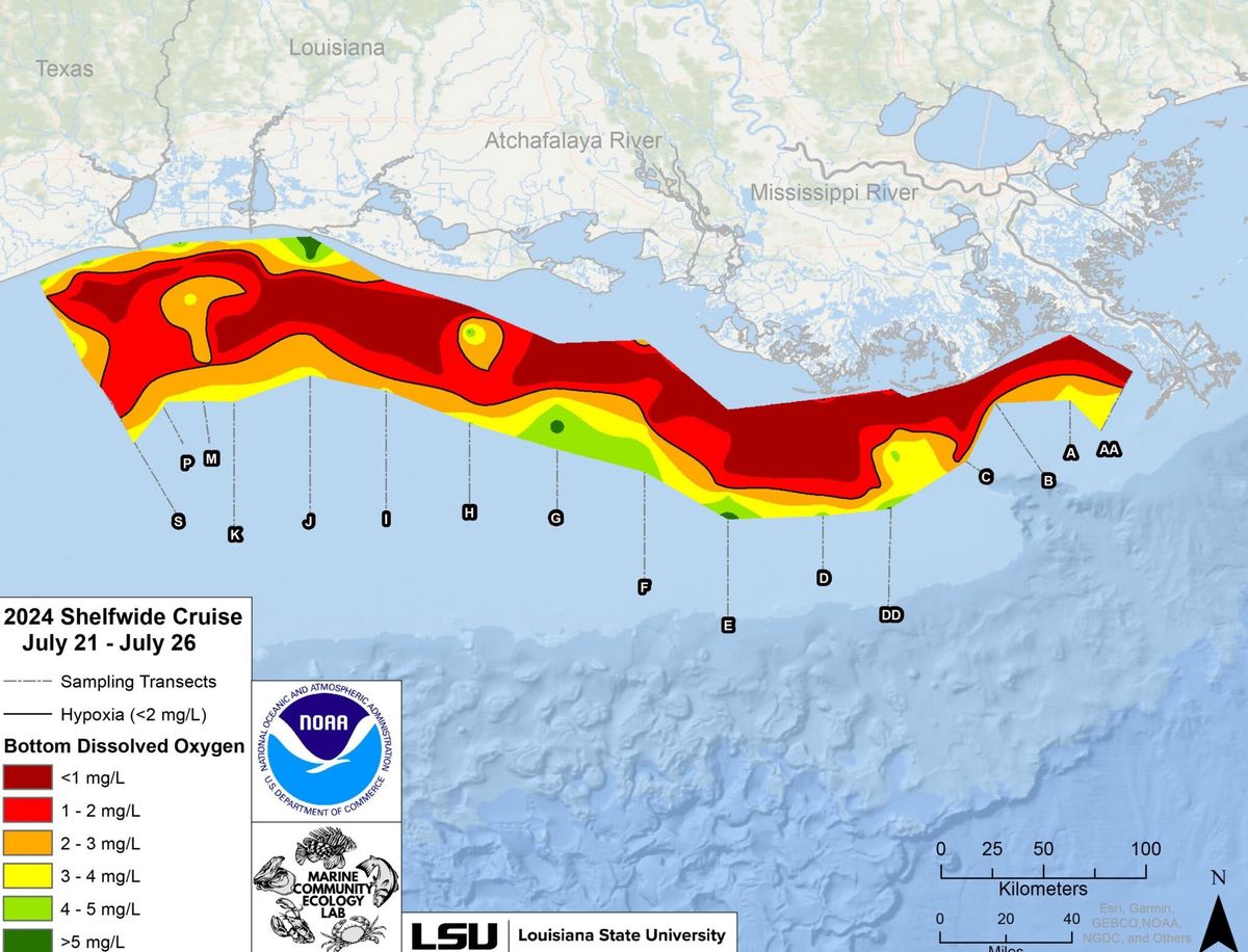 Gulf ‘dead zone’ is larger than average this year, the size of New Jersey
