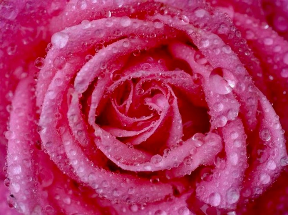 Researchers unlock thorny secrets of rose DNA