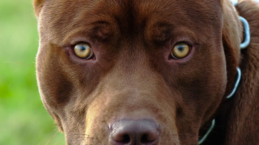 Animal cruelty is a reliable predictor of criminality -- which is why the FBI is taking it more seriously