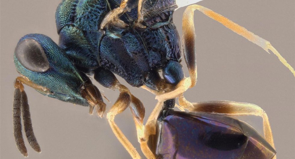 Wasp named after singer Ani DiFranco turns ants into slaves