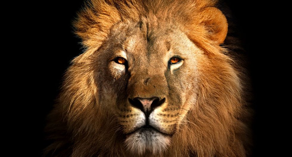 Lions kill and eat at least three rhino poachers at South Africa nature reserve