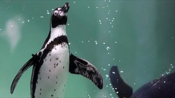 Peru investigates killing of endangered Humboldt penguins