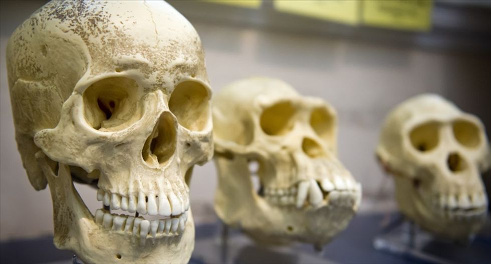The 'paleo diet' only makes sense if you don't understand human evolution