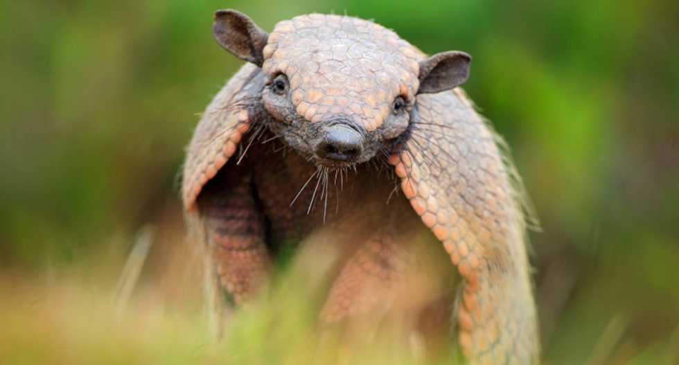 Humans gave leprosy to armadillos – now they are giving it back to us