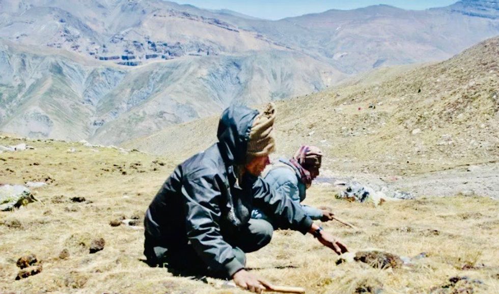 Pandemic shuts down Nepal's 'Himalayan Viagra' harvest