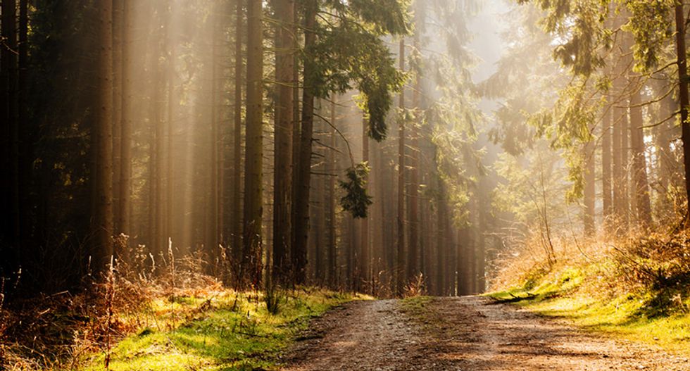 British forest pumped full of CO2 to test tree absorption