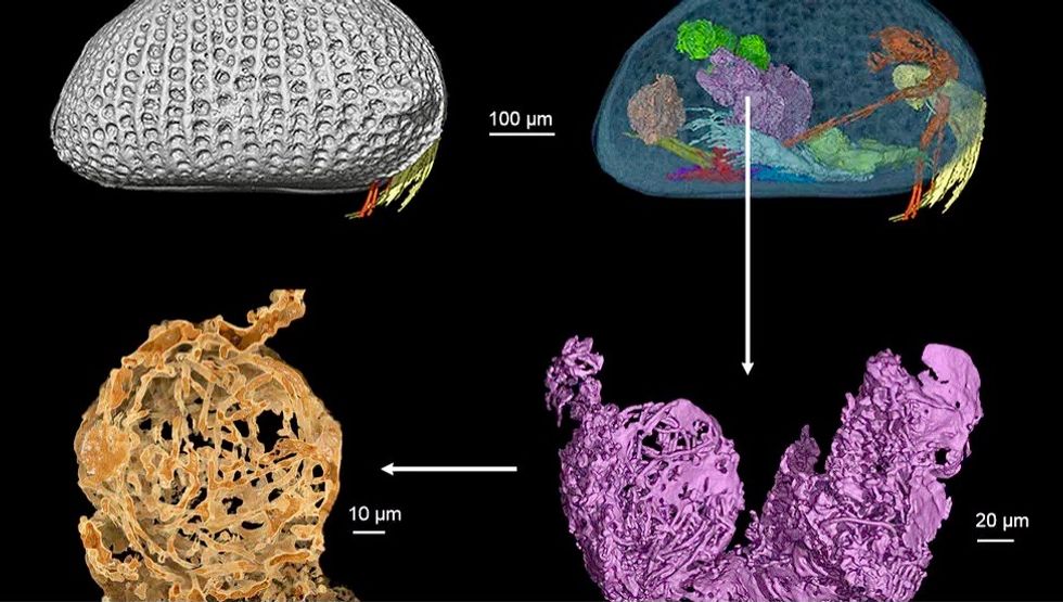 Scientists find world's oldest sperm in Myanmar amber