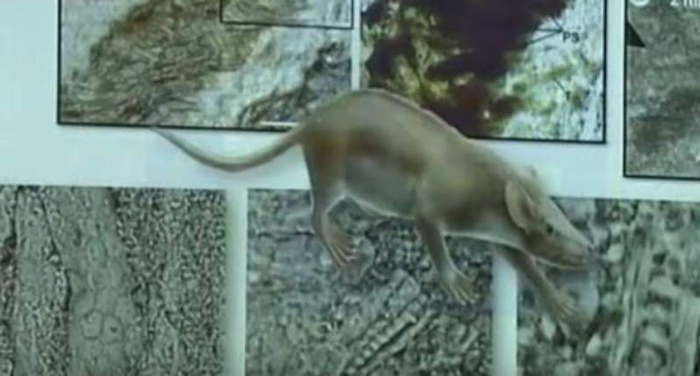 'Stunning' discovery: 125-million-year-old mammal remains found with visible fur, skin, and organs