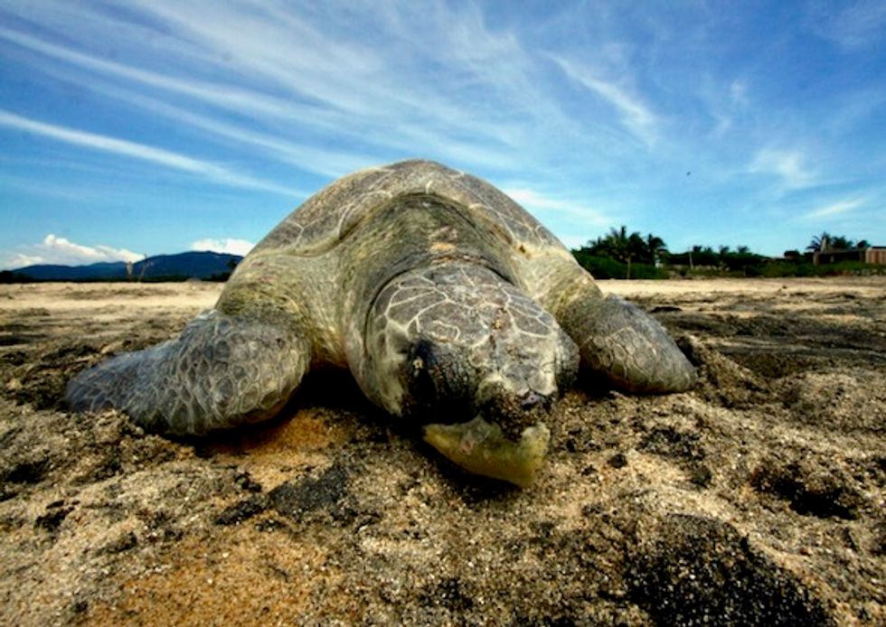 Trump administration reopens dangerous 'longline' fishing off California