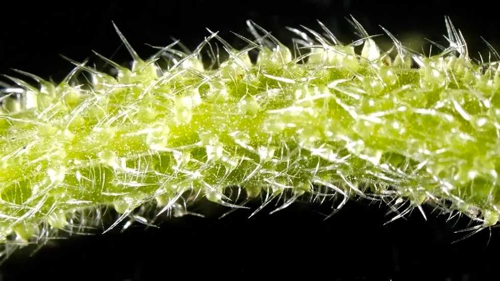 Australian stinging trees contain 'scorpion-like venom': scientists