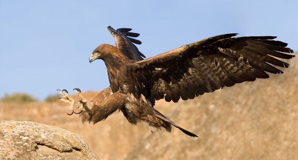 North America lost 3 billion birds since 1970: report