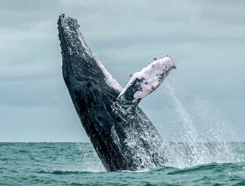 'Victory for our oceans': US court upholds ruling on vast marine monument established by Obama