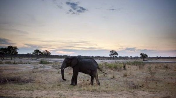 Why are elephants in Zimbabwe dying from cyanide poisoning? Experts seek answers