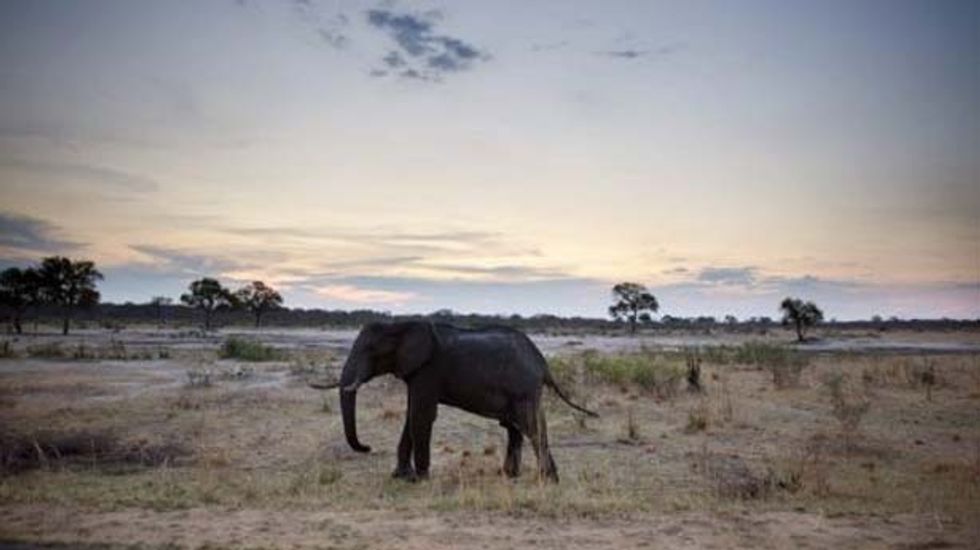 Why are elephants in Zimbabwe dying from cyanide poisoning? Experts seek answers