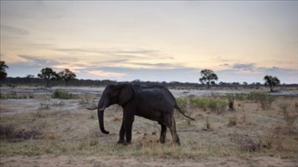 Zimbabwe poachers jailed 15 years for elephant poisoning
