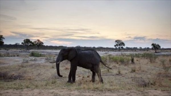 Execute elephant poachers on the spot, Tanzanian minister urges