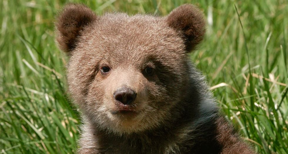 Cub of well-known 'Grizzly 399' killed by hit-and-run driver in Wyoming national park