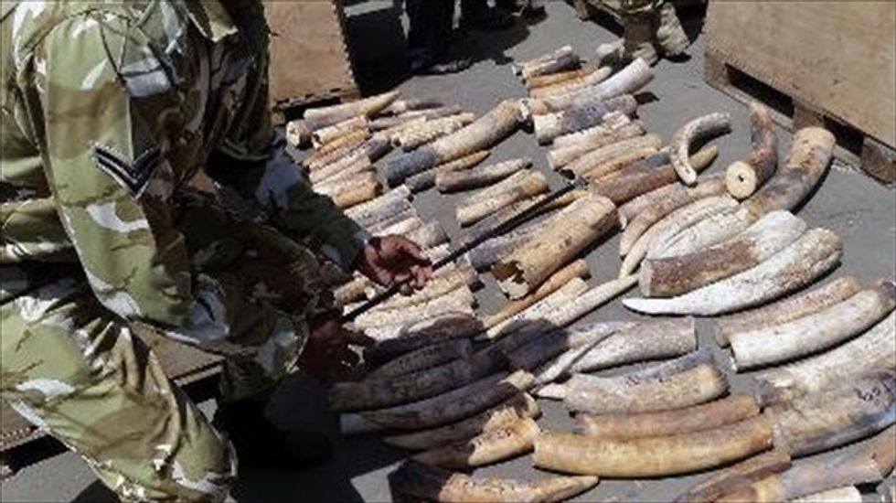 Wildlife activists: Nairobi mall attackers make their money poaching