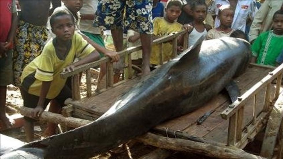 Researchers: Sonar mapping for oil near Madagascar killed 100 whales