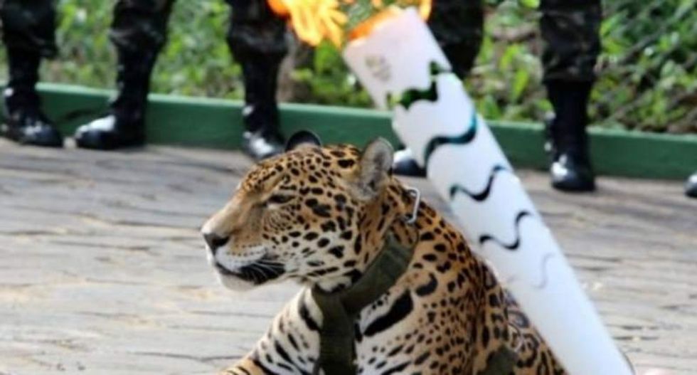 Two lions, two tigers and a jaguar escape from German zoo