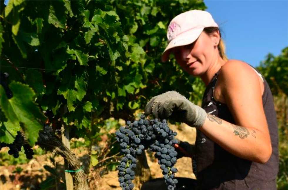 Italy's 'Black Roosters' fight back as virus hit wine sales