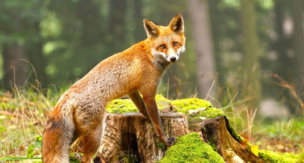 'It was like a zombie,' says N.J. man attacked by rabid fox