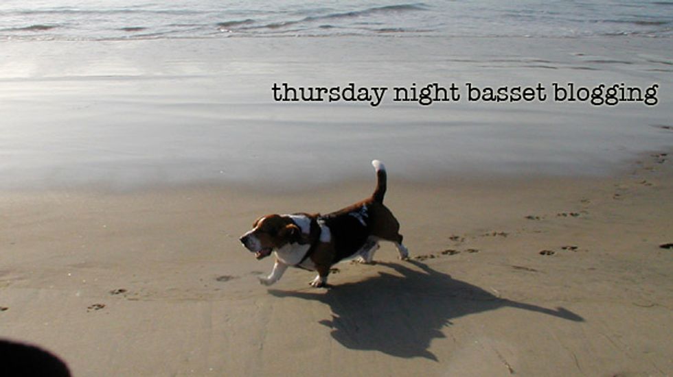 Thursday Night Basset Blogging - The Rawing