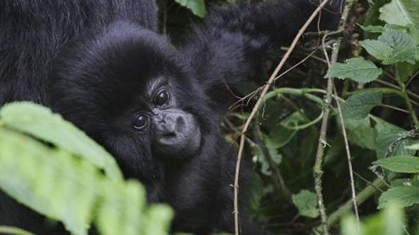 British oil company endangering Africa's most biodiverse area: WWF