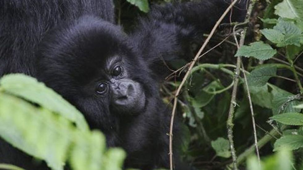 British oil company endangering Africa's most biodiverse area: WWF