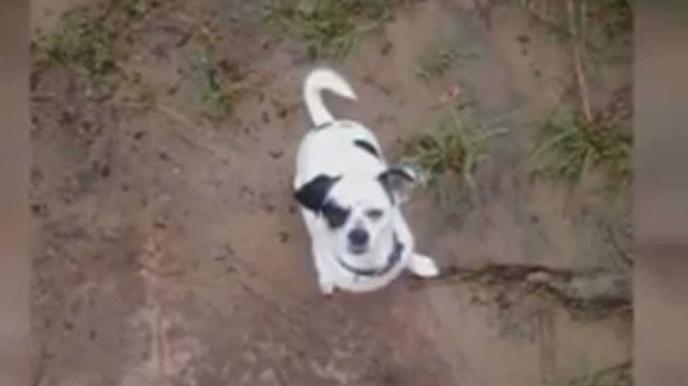 300-pound Georgia probation officer shoots 12-pound Jack Russell terrier