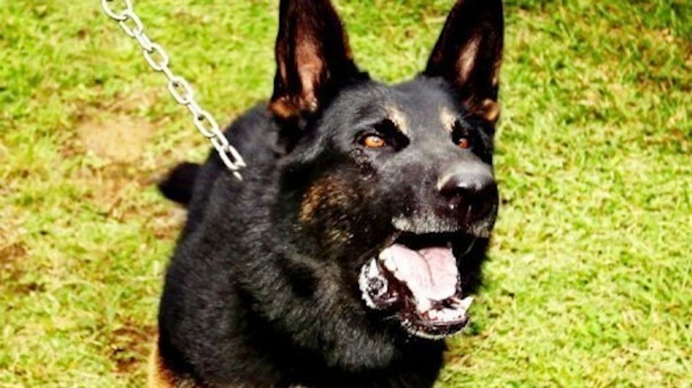 Man's worst enemy: 6 negligent gun owners who were shot by their own dogs