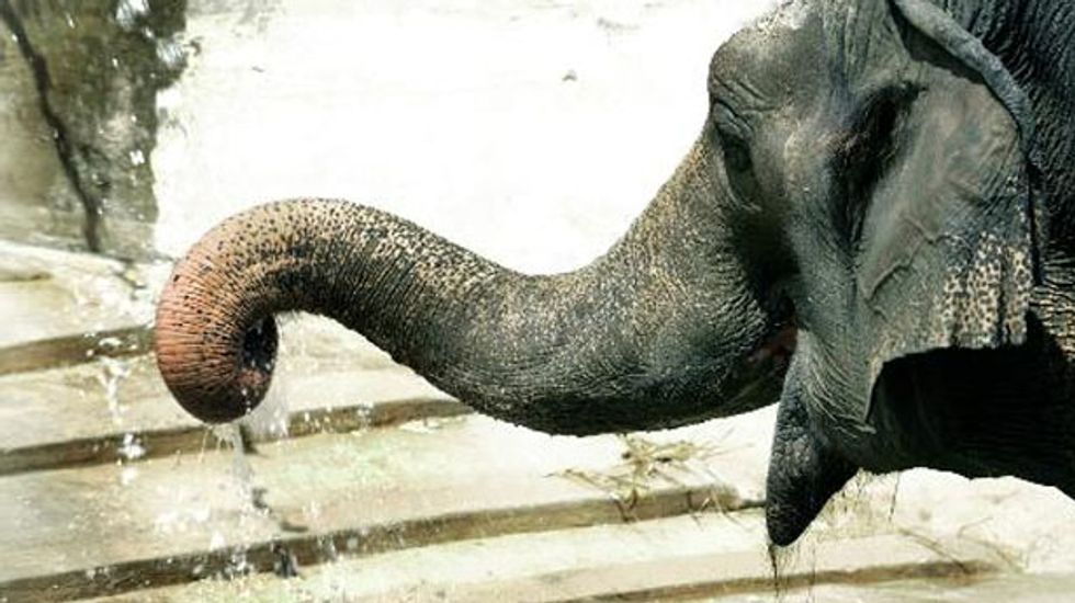 San Francisco moves to ban all public performances by 'wild or exotic' animals