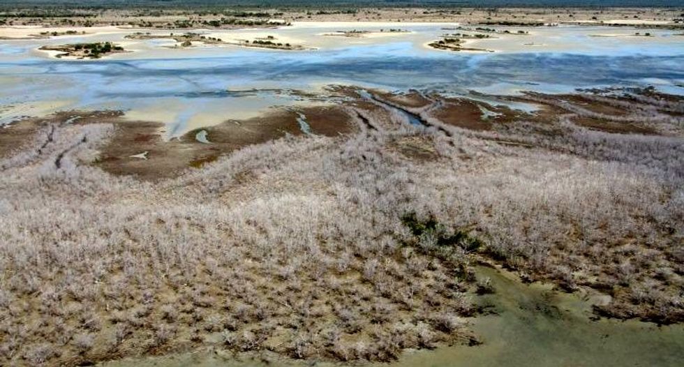 Australian mangrove die-off blamed on climate change
