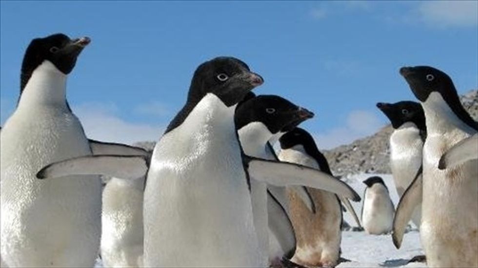 Auld Lang Syne in the Antarctic as stranded adventurers await rescue