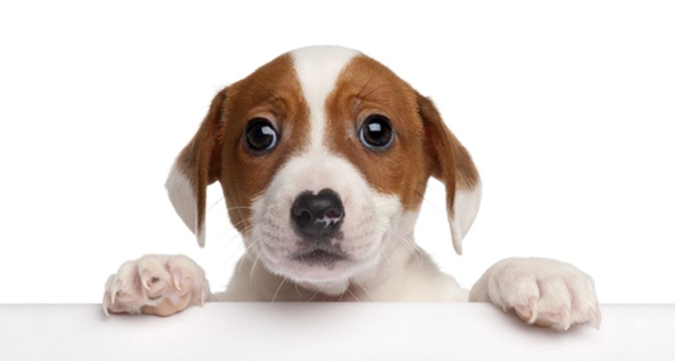 Hugo Awards assaulted by Sad Puppies, who really should be called Whiny Babies