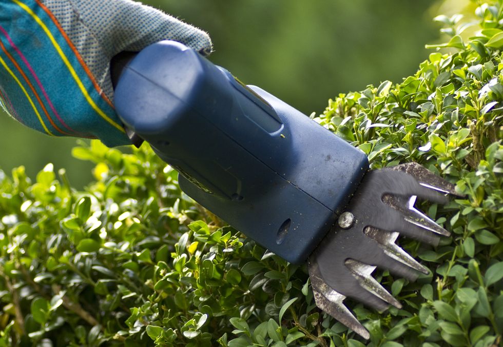 Penis-shaped bush gets some trimming in Ontario