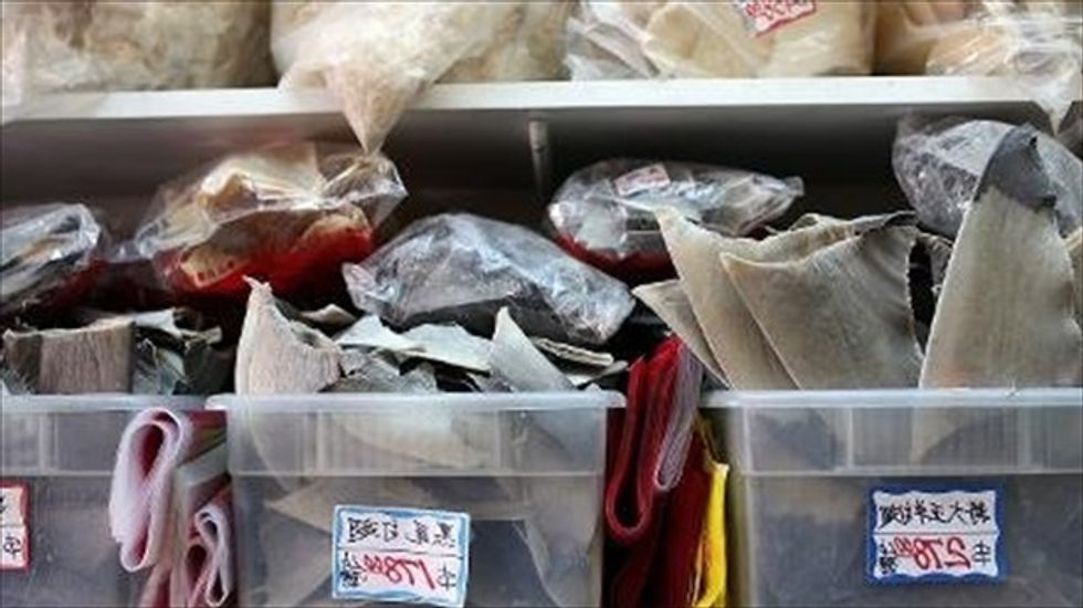 Rise in shark fin exports from Peru leads to thousands of dolphin killings