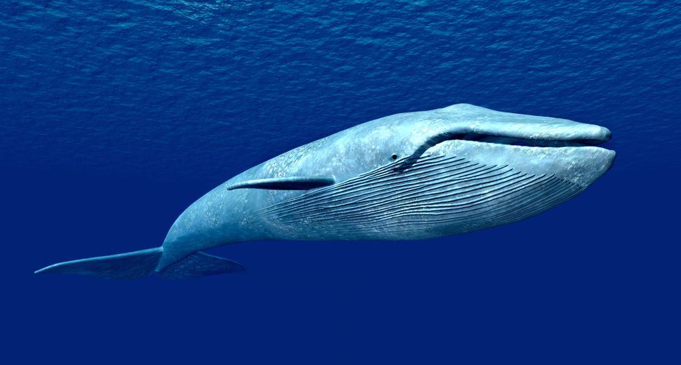 Blue whales 'hedge their bets' in search for food: study