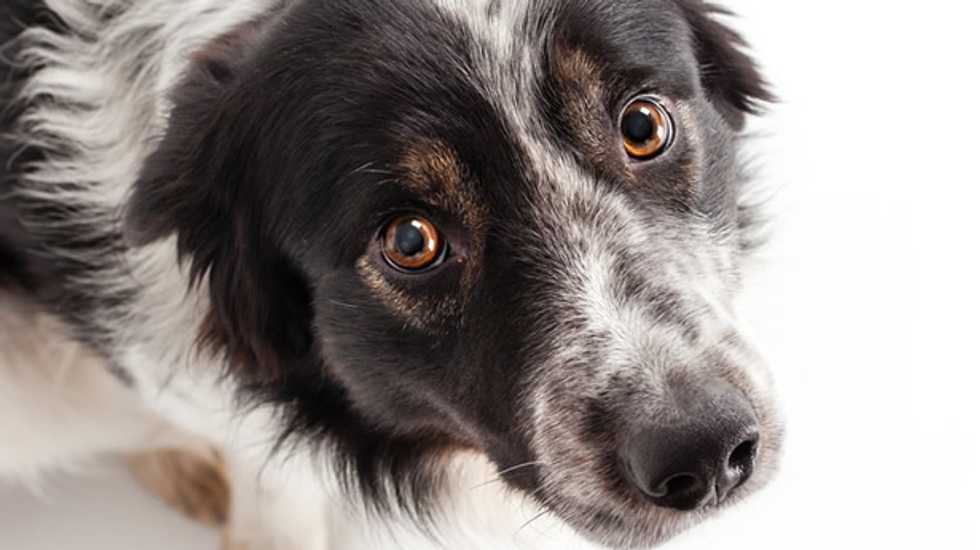 Dog shoots Wyoming man, who could lose his arm after freak accident