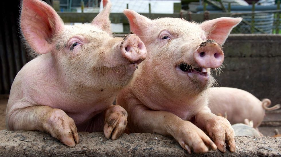 Pigs at the trough: Here are the companies hogging COVID stimulus funds