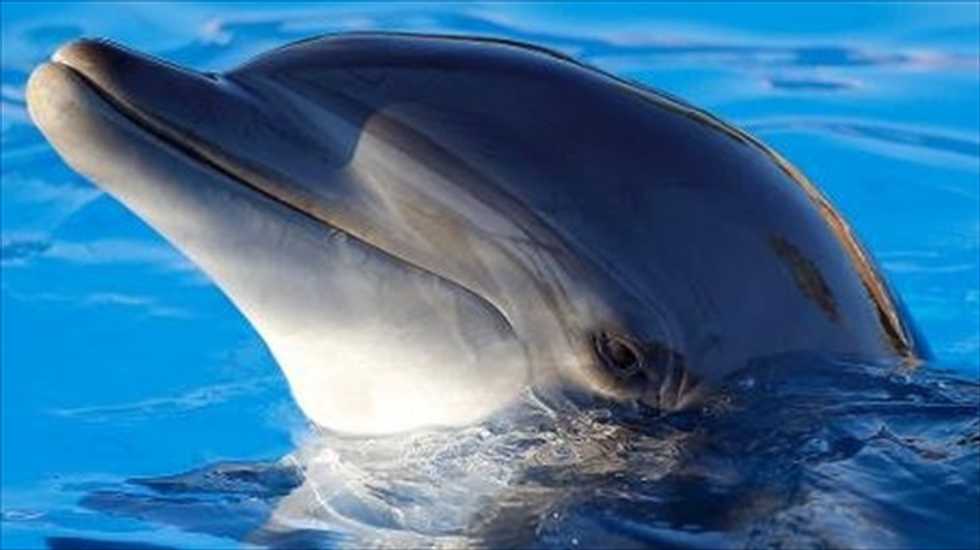 British engineers create radar device inspired by dolphin 'pulses'