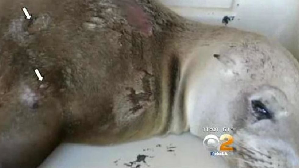 Sea lions who washed ashore in Malibu died of gunshot wounds