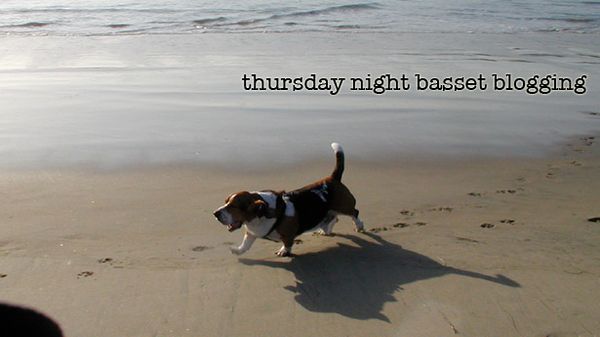 Thursday Night Basset Blogging