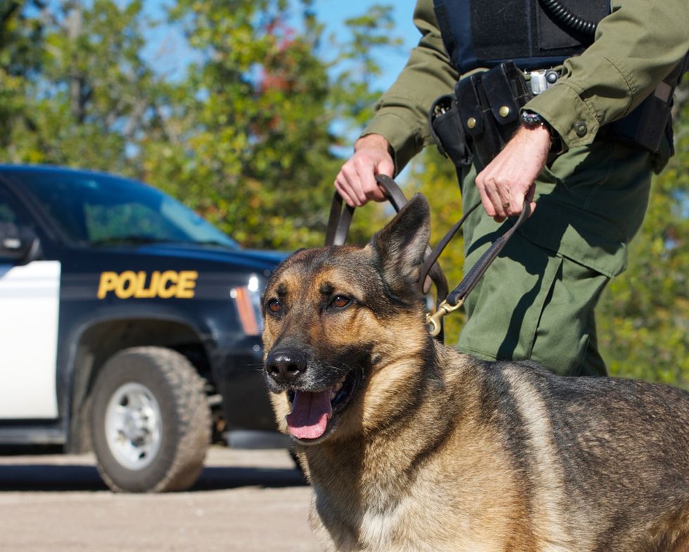 Police dog bites fifth grader when cops conduct mock classroom drug raid