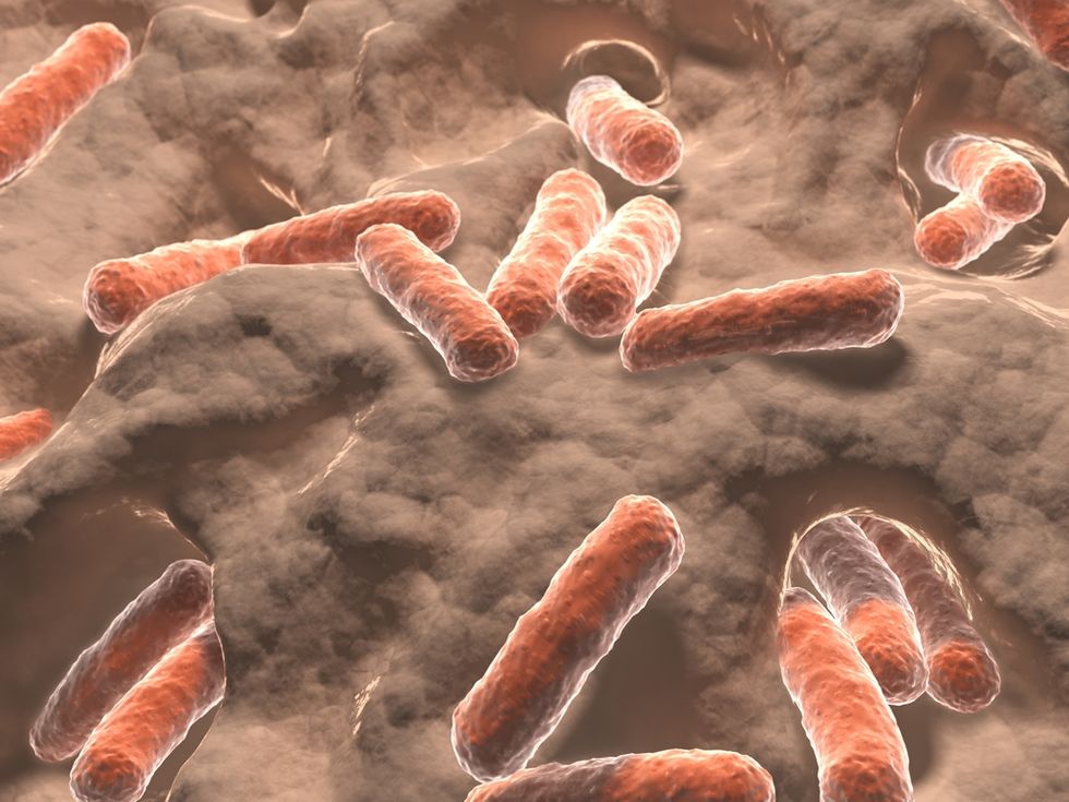 Scientists discover gut bacteria that influences mood by 'eating' brain chemical
