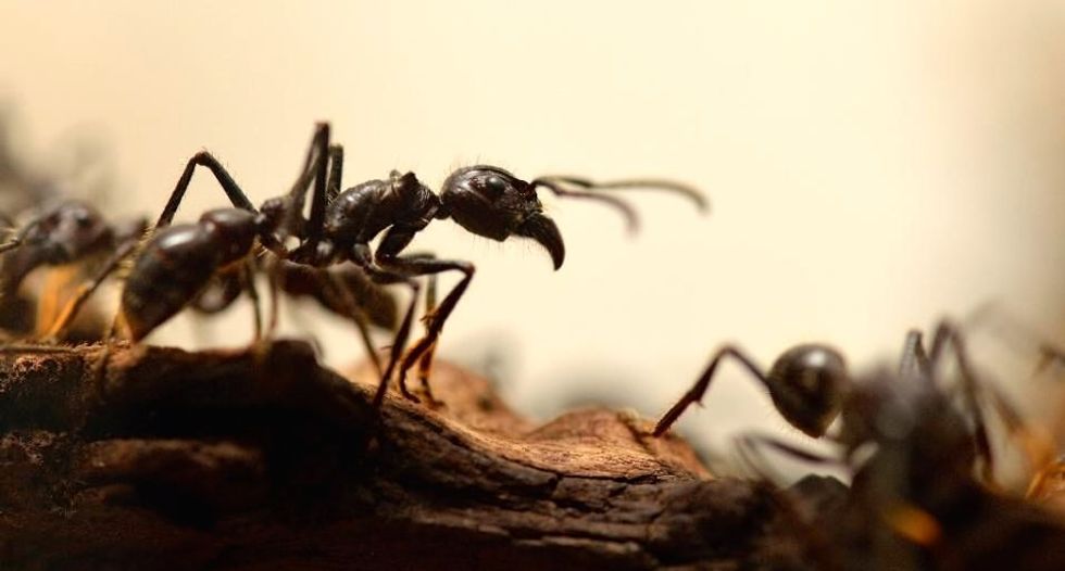 How ants walk backwards carrying a heavy load and still find home