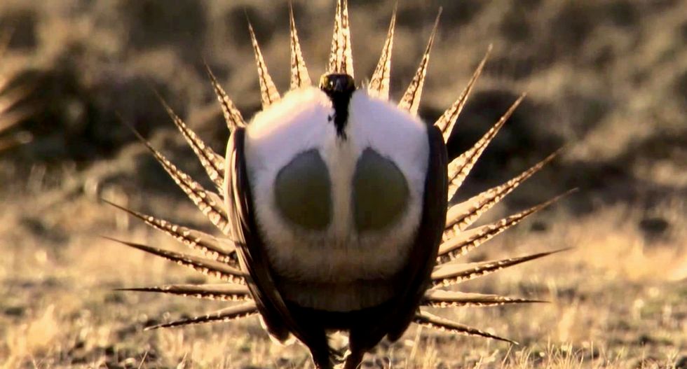 US to relax rules protecting sage grouse, in win for oil drillers